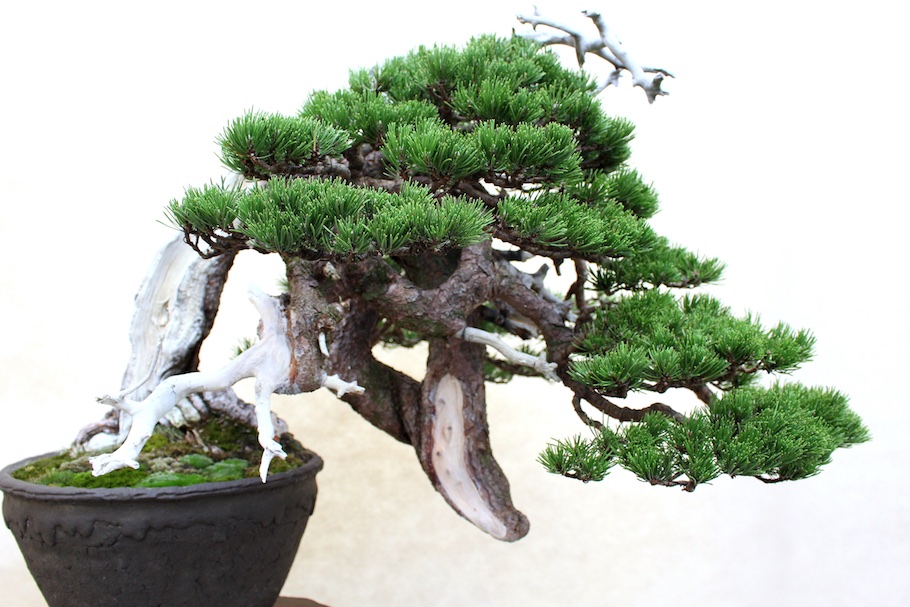Zimmerpflanzen Strahlenschutz Bonsai Bonsai-Kiefer für Zuhause Topfpflanze TOMHY 50 Stück Mini Black Pine Bonsai 2