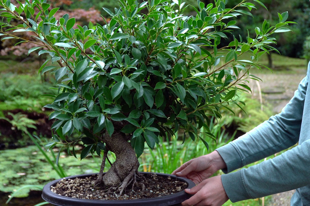 Ficus Bonsai tree