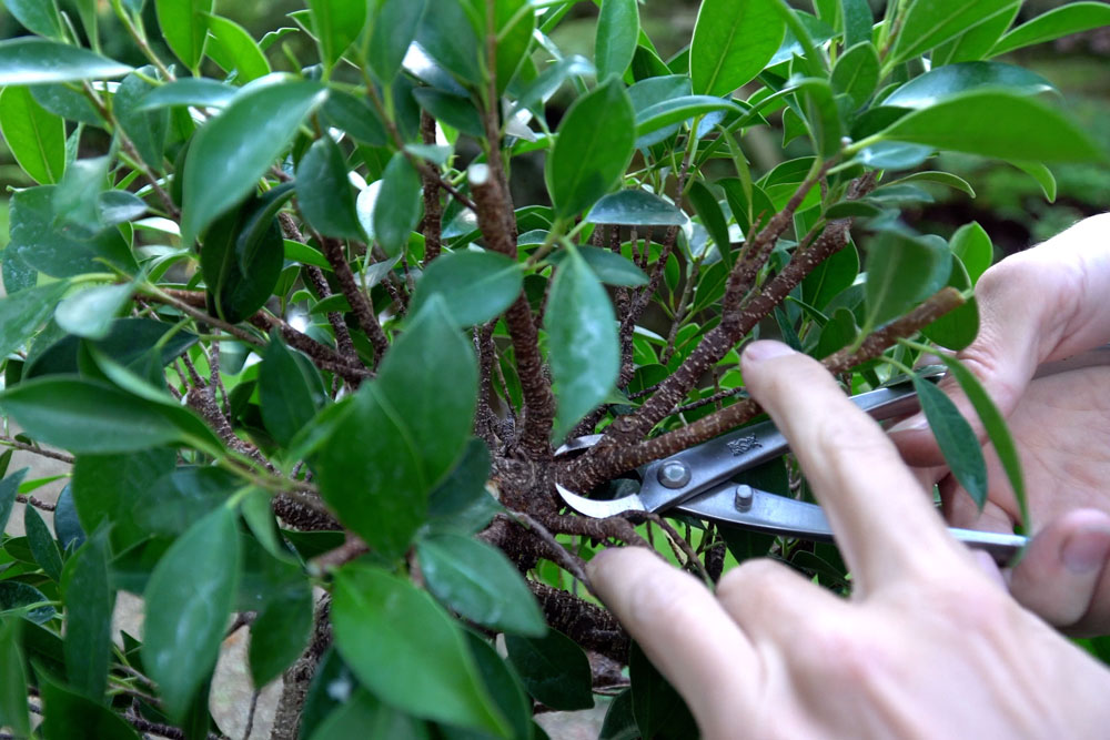Ficus Bonsai tree