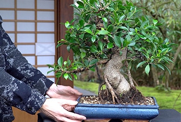 Einen Ficus-Bonsai gestalten