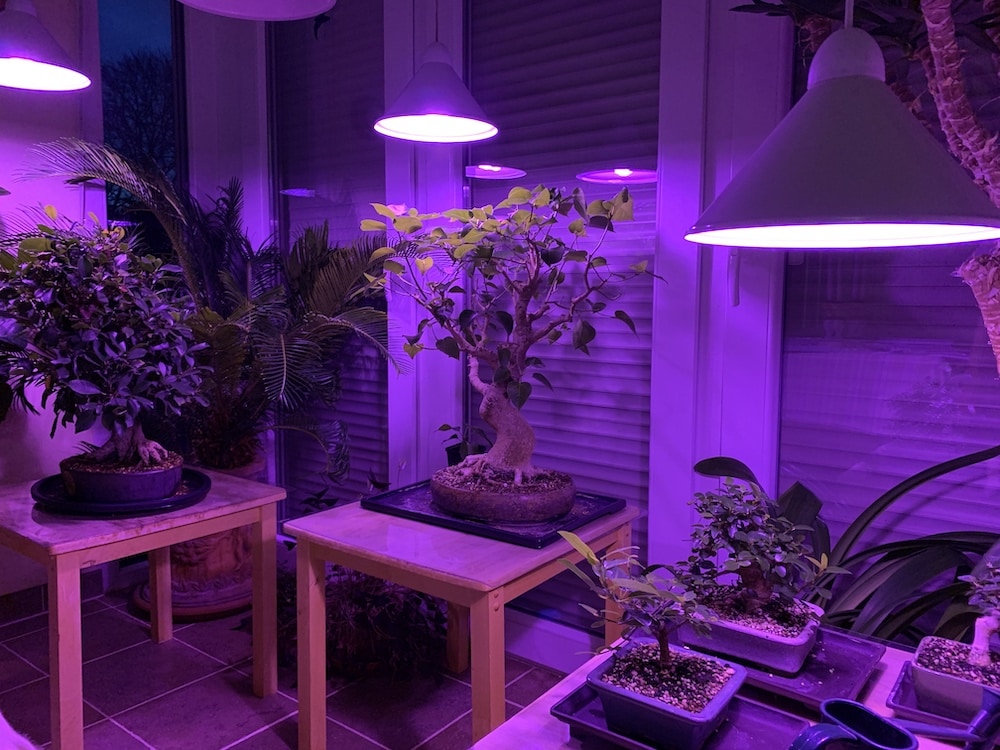 Pflanzenlampen für Bonsai