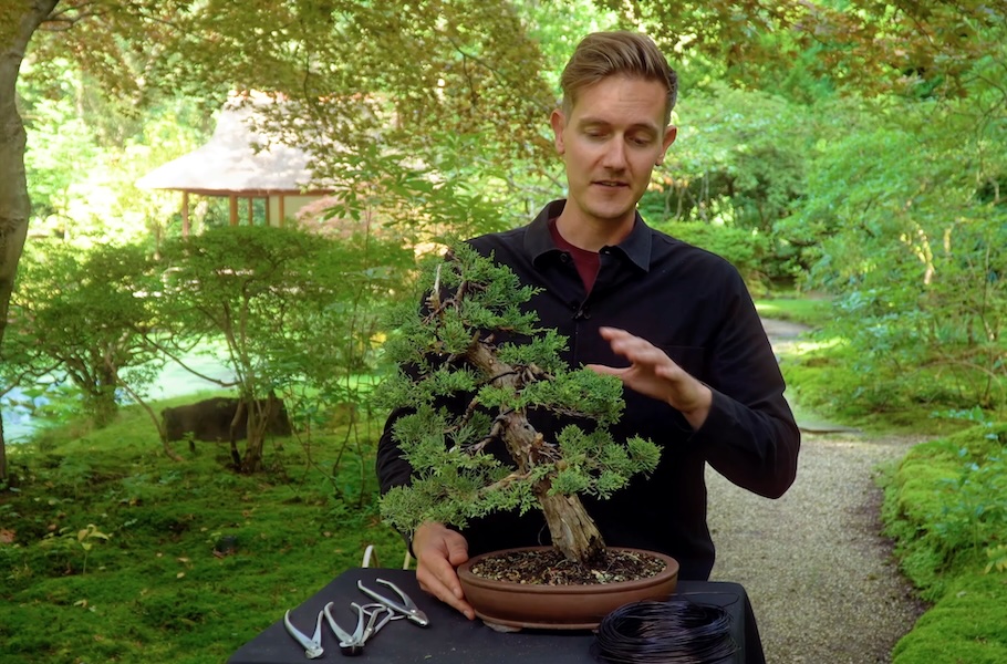 Einen Wacholder-Bonsai gestalten