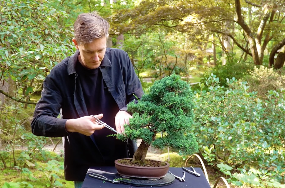 Einen Wacholder-Bonsai gestalten