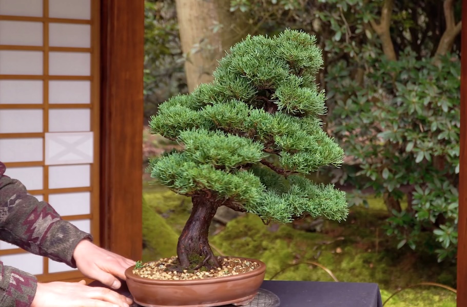 Einen Wacholder-Bonsai gestalten