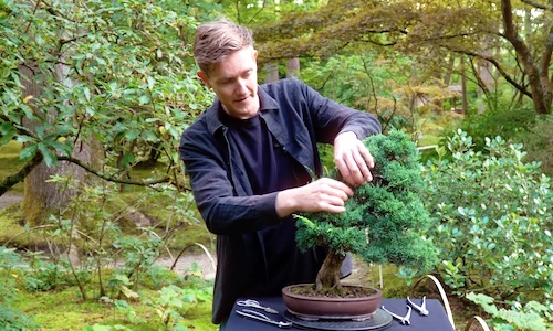 Einen Wacholder-Bonsai gestalten