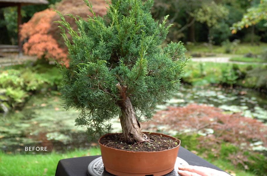 Einen Wacholder-Bonsai gestalten