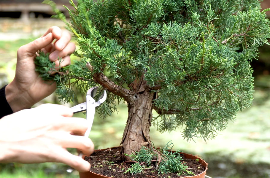 Einen Wacholder-Bonsai gestalten