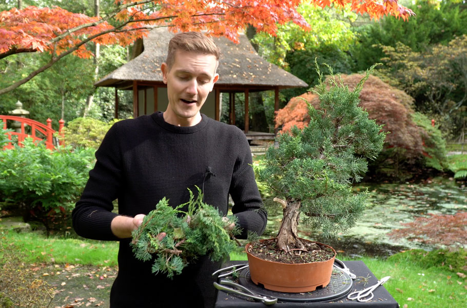 Einen Wacholder-Bonsai gestalten