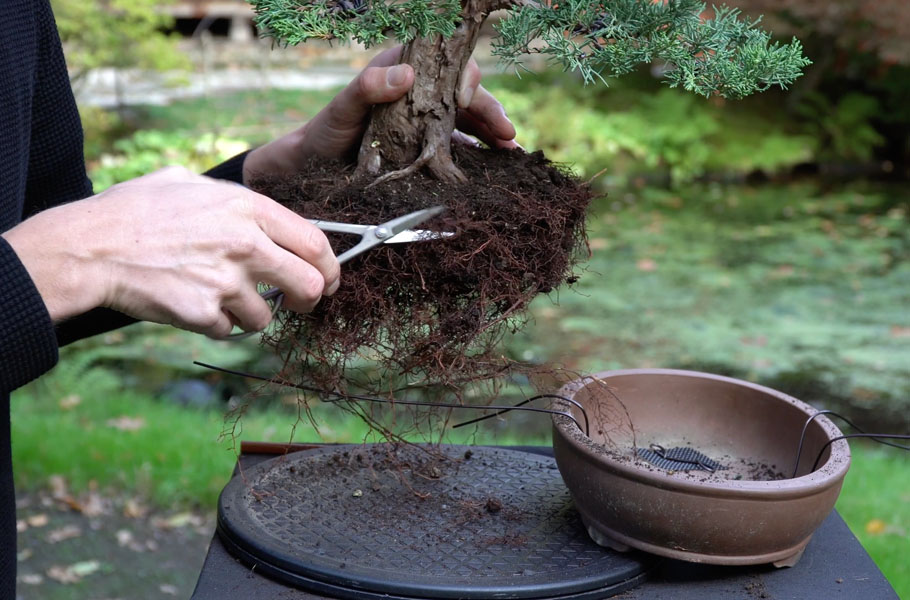 Einen Wacholder-Bonsai gestalten