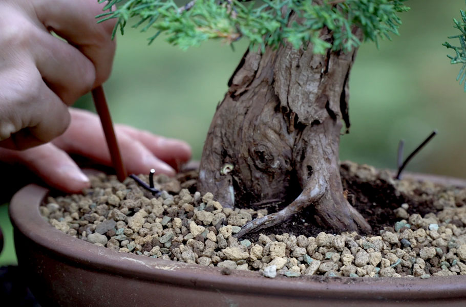 Einen Wacholder-Bonsai gestalten