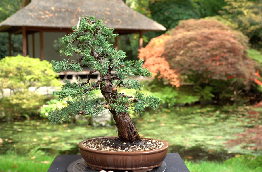 Einen Wacholder-Bonsai gestalten