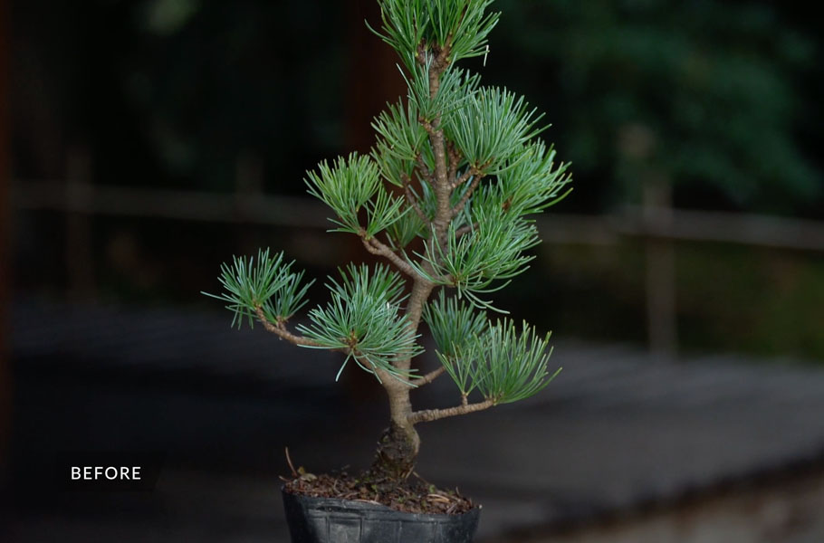 Einen Kiefern-Bonsai gestalten