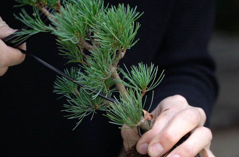 Einen Kiefern-Bonsai gestalten