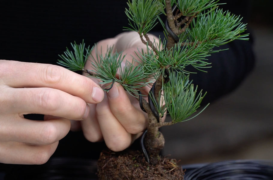 Einen Kiefern-Bonsai gestalten
