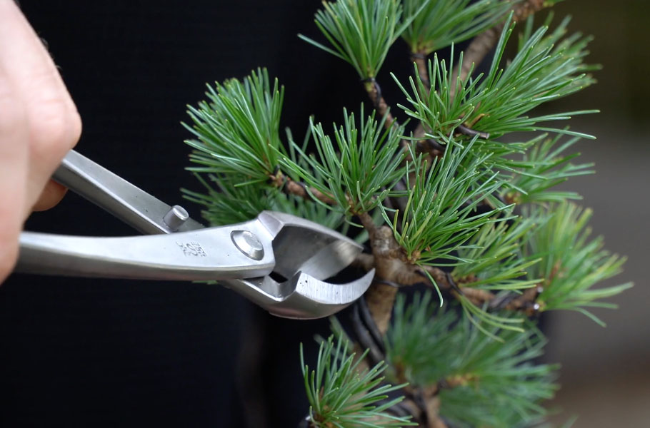 Einen Kiefern-Bonsai gestalten