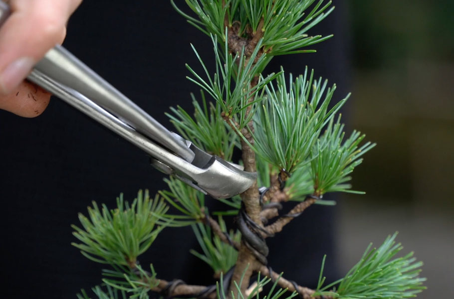 Einen Kiefern-Bonsai gestalten