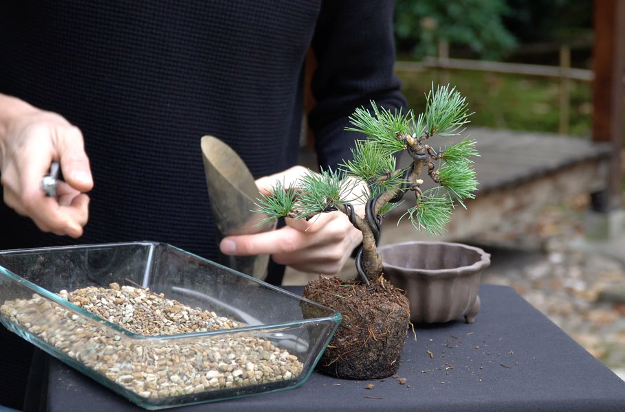 Einen Kiefern-Bonsai gestalten