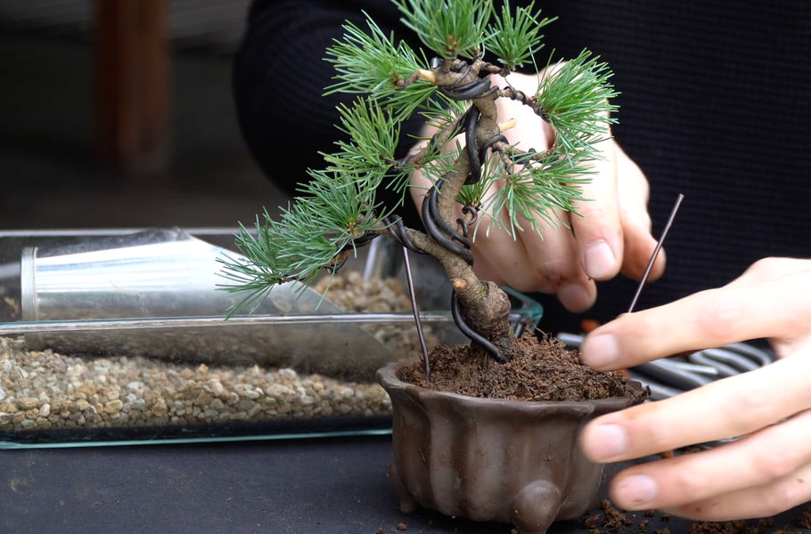 Einen Kiefern-Bonsai gestalten