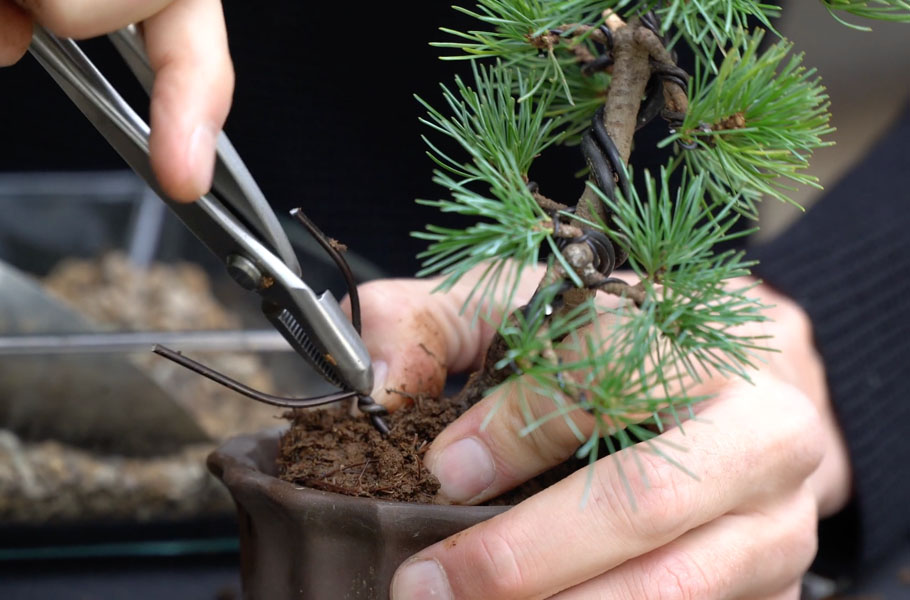 Einen Kiefern-Bonsai gestalten