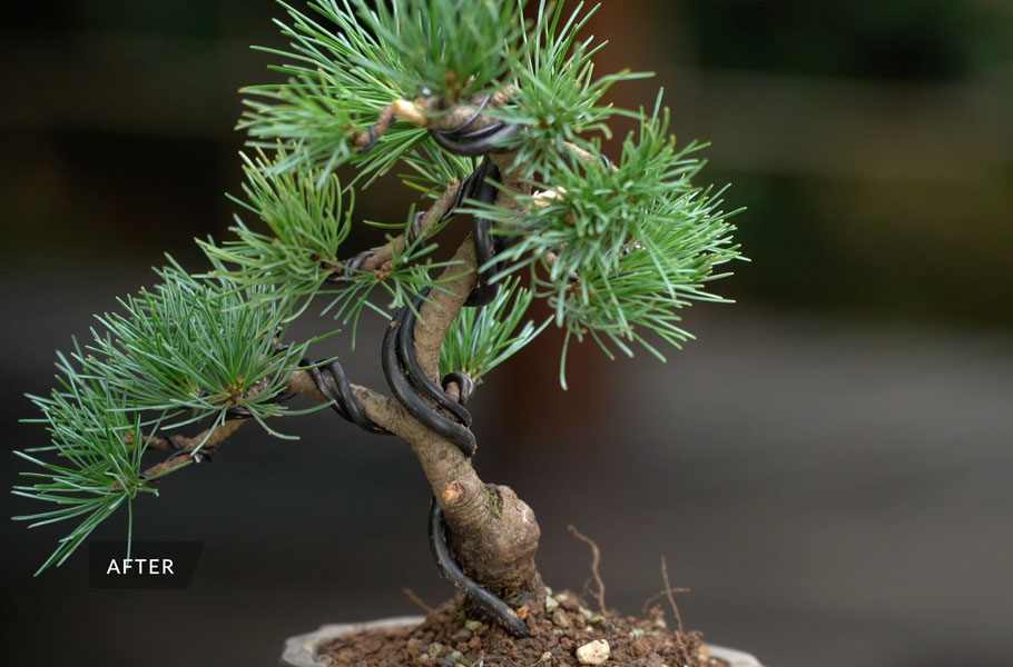 Einen Kiefern-Bonsai gestalten