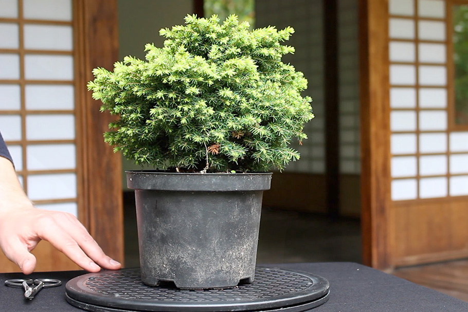 In diesem Film zeige ich, wie man daraus einen Bonsai gestalten kann.