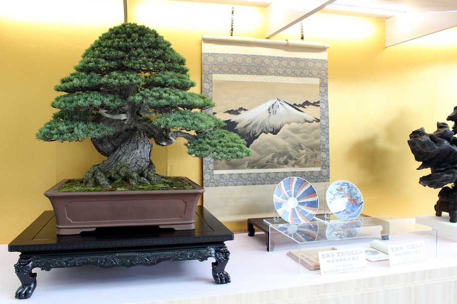 Bonsai-Kiefernarten (Pinus)
