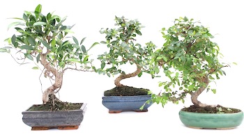 Bonsai Fachhandler Und Clubs In Ihrer Umgebung Bonsai Empire