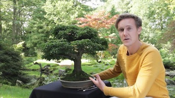 Bonsai Kaufen Bonsaihandler Im Deutschsprachigen Raum Bonsai Empire