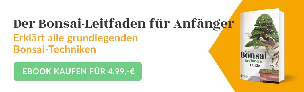 Ein Leitfaden für Anfänger