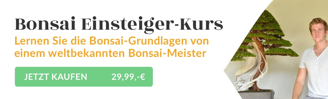 Bonsai Einsteiger -Kurs