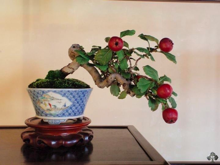 Crabapple