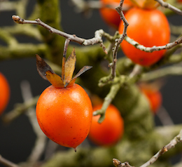 Diospyros virginiana, Luis Vallejo