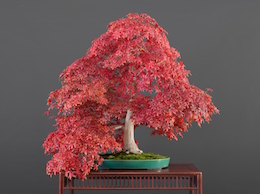 Acer palmatum, var. ‘Deshôjô (Tunb.), Hiroshi Takeyama & Luis Vallejo 1991