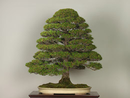 Tsuyamahinoki, Omiya Bonsai Art Museum.