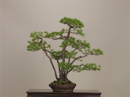 Goyo-matsu, Omiya Bonsai Art Museum.