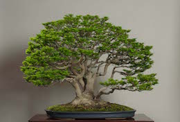 Shishigashira, in April, Omiya Bonsai Art Museum.