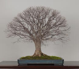 Keyaki, Omiya Bonsai Art Museum.