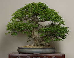 Iwashide, Omiya Bonsai Art Museum.