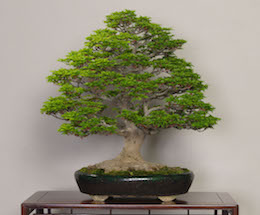 Shishigashira, Omiya Bonsai Art Museum.