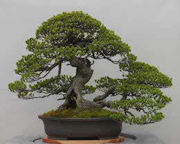 Goyo-matsu, Omiya Bonsai Art Museum.