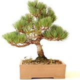 Der Baum