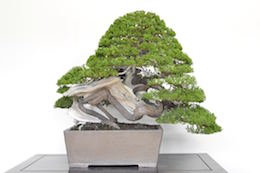 Juniperus, Bjorn Bjorholm