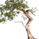 Der Baum