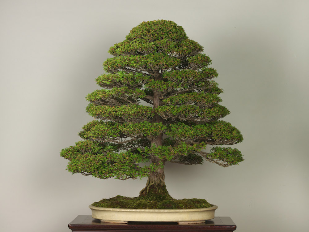 bonsai xxl Bonsai Juniper XXL 2.2m to 2.5m Shop Exclusive Plants UAE – wellpottedplants main image 1