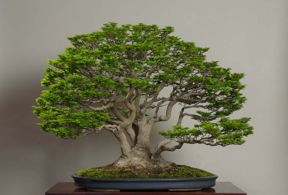 bonsai pine cone Japanese Black Pine – Kaede Bonsai-en