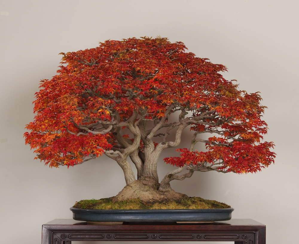 cherimoya bonsai Surinam Cherry Bonsai Tree