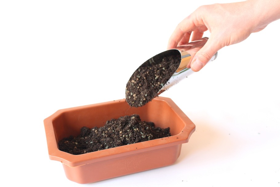 Bonsai aus Stecklingen - Bonsai Empire