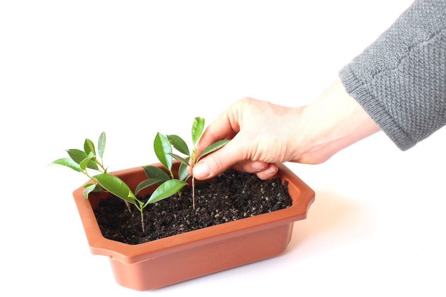 bonsai buxus sempervirens Japanese Boxwood Bonsai Tree 17