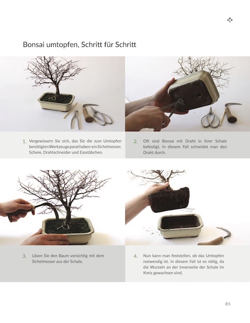 Der Bonsai Leitfaden fr Einsteiger (eBook) - Bonsai Empire
