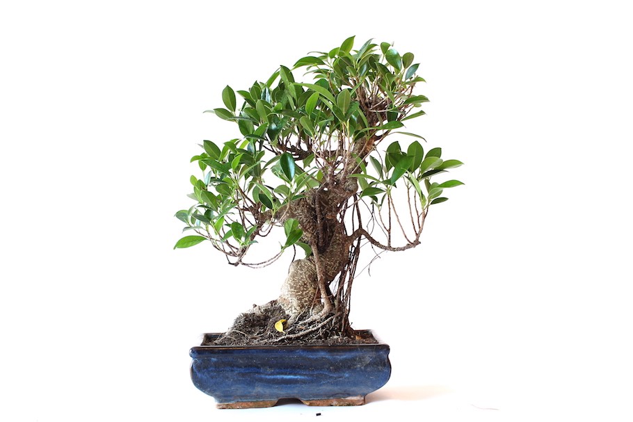 Blattschnitt: entlauben um die Blattgre zu reduzieren - Bonsai Empire